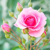 Pink Mini Rose Plant Live, Miniature Rose Bush in 3" Pot, Indoor Outdoor Flowering Plant, Compact Live Rose for Gifts and Gardens