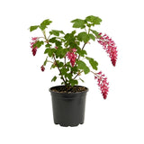 Pink Flowering Currants Live Plant in Pot, 4-7" Tall, Flowering Currants Plant, Hardy Ornamental Shrub for Garden Landscape, Spring Blooms