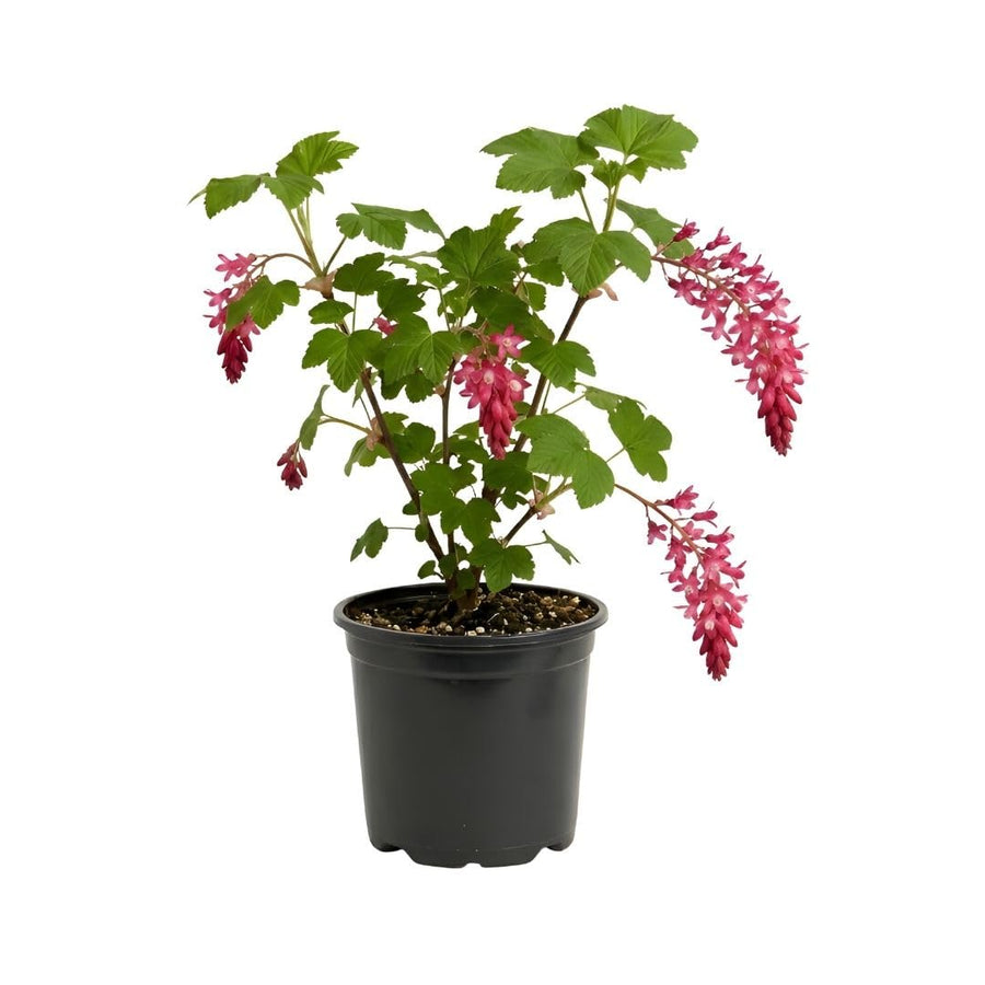 Pink Flowering Currants Live Plant in Pot, 4-7" Tall, Flowering Currants Plant, Hardy Ornamental Shrub for Garden Landscape, Spring Blooms