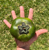 Live Black Sapote Tree 3 Feet Tall, Air-Layered Chocolate Sapote Fruit Tree, Sweet, Cold Hardy, Container and Garden Growing