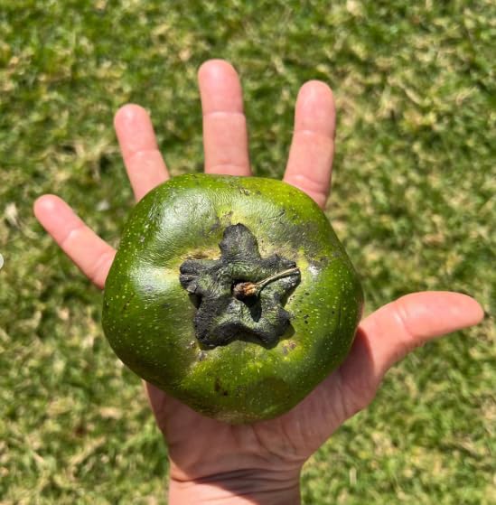 Live Black Sapote Tree 3 Feet Tall, Air-Layered Chocolate Sapote Fruit Tree, Sweet, Cold Hardy, Container and Garden Growing