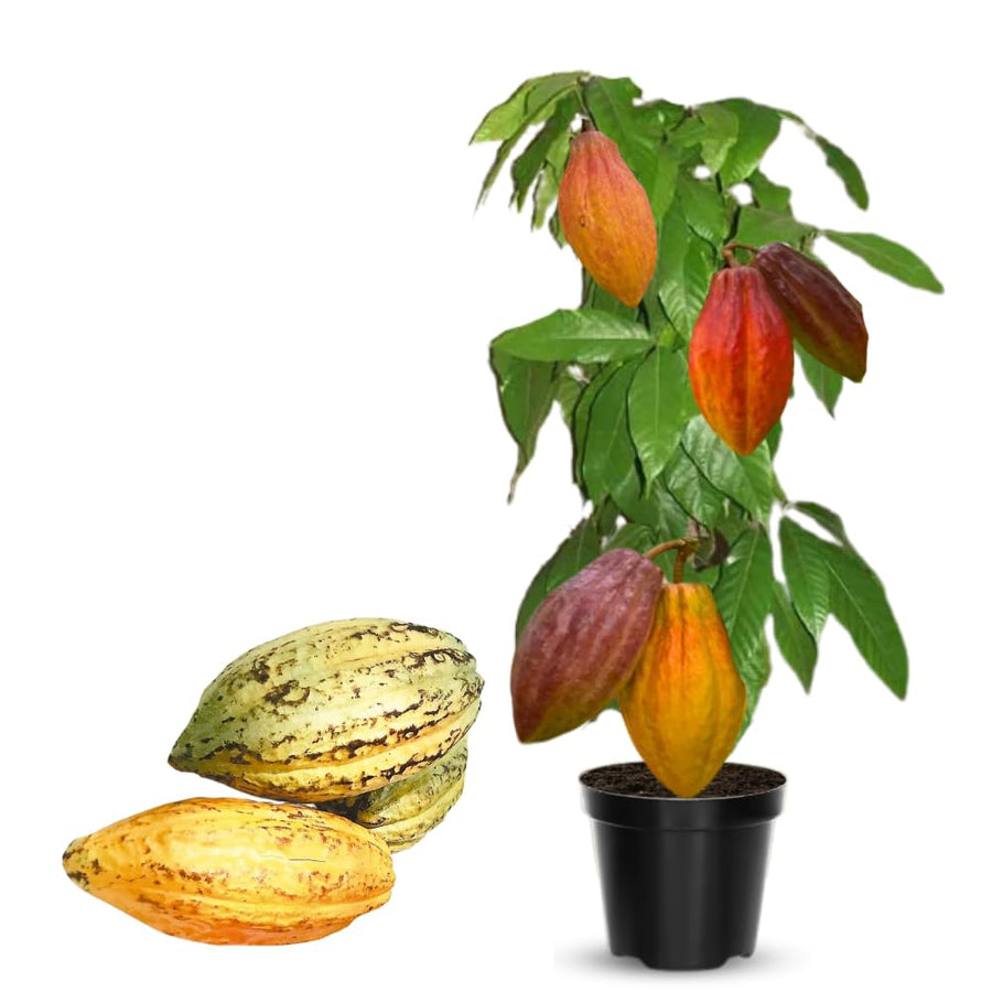 8" Cacao Tree Plant Live, High Yield Theobroma Cocoa Chocolate Trees Live Plants for Growing in Half Gallon Pot, No CA