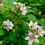 Set 2 Thornless BlackBerry Bushes Live Plants, Edible Blackberries Fruit Tree, 4-8 Inch, Outdoor and Container Growing - Arapaho