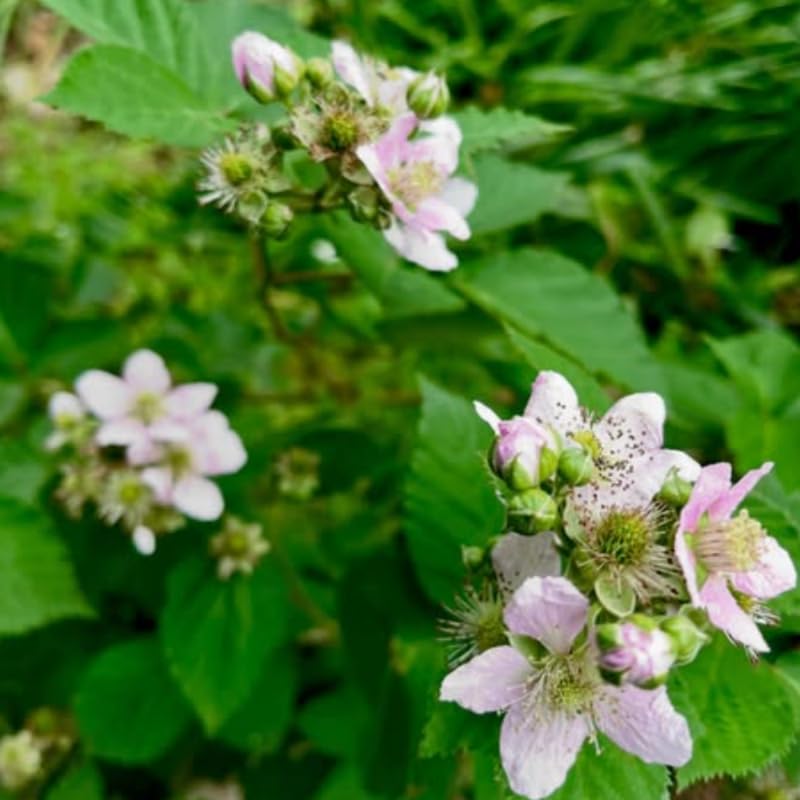 Set 2 Thornless BlackBerry Bushes Live Plants, Edible Blackberries Fruit Tree, 4-8 Inch, Outdoor and Container Growing - Arapaho