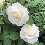 White Mini Rose Plant Live, Miniature Rose Bush in 3" Pot, Indoor Outdoor Flowering Plant, Compact Live Rose for Gifts and Gardens