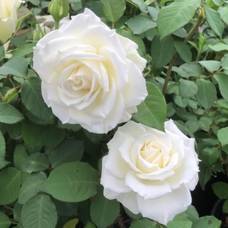 White Mini Rose Plant Live, Miniature Rose Bush in 3" Pot, Indoor Outdoor Flowering Plant, Compact Live Rose for Gifts and Gardens