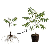 Set 2 Black Walnut Tree Bare Root 12-16'' Tall, Nut Tree Seedling for Yard and Garden Planting