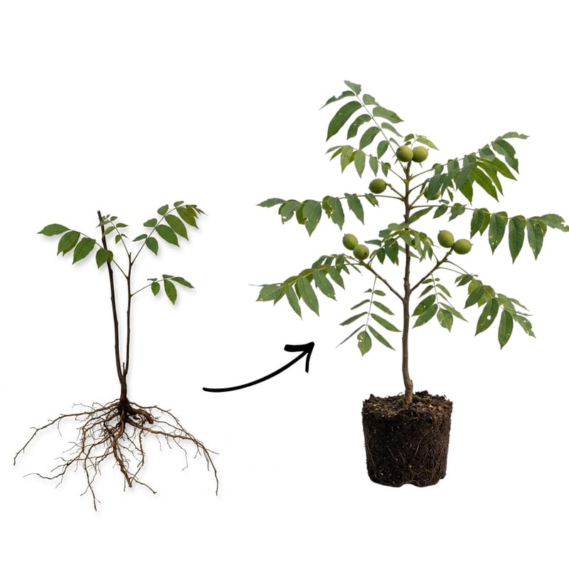Set 2 Black Walnut Tree Bare Root 12-16'' Tall, Nut Tree Seedling for Yard and Garden Planting