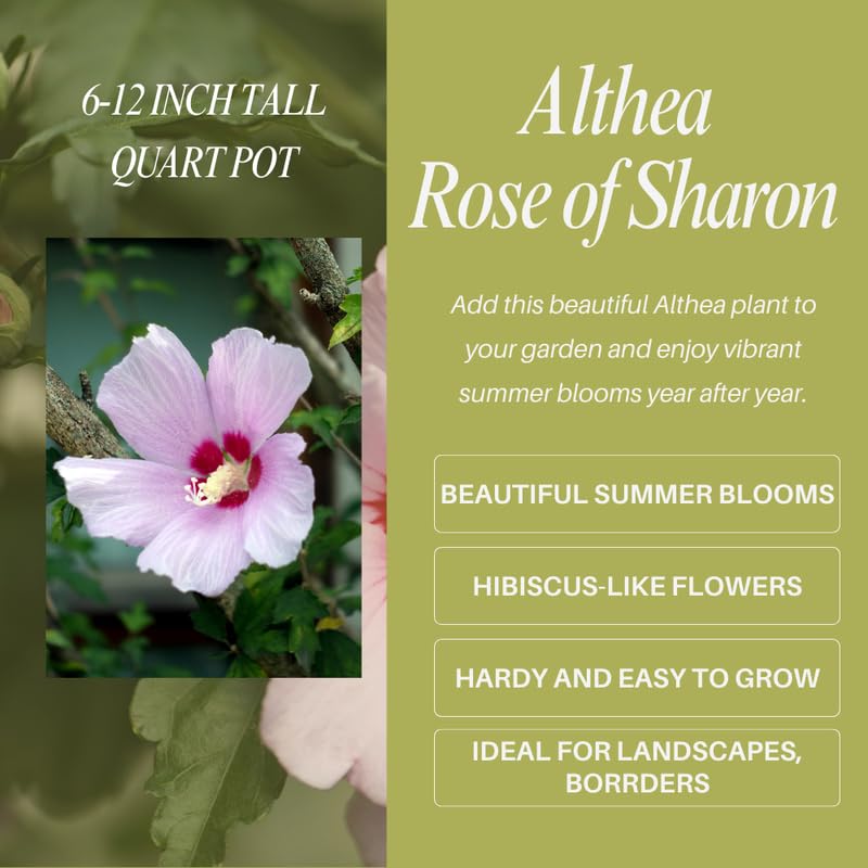Red Althea Plant, Quart Pot, 6-12 Inch Plants Rose of Sharon Flowering Shrub, Hardy Hibiscus Flower Plant for Outdoor Landscapes