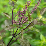 Basil Live Plant, Basil Herb Plant Potted for Planting Outdoor 5-8 Inches