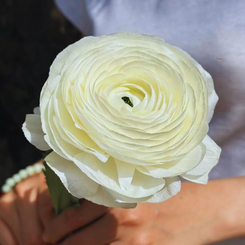 25 White Large Ranunculus Bulbs for Planting, Ranunculus Corms, Buttercup Flower Bulbs Spring Fall Growing