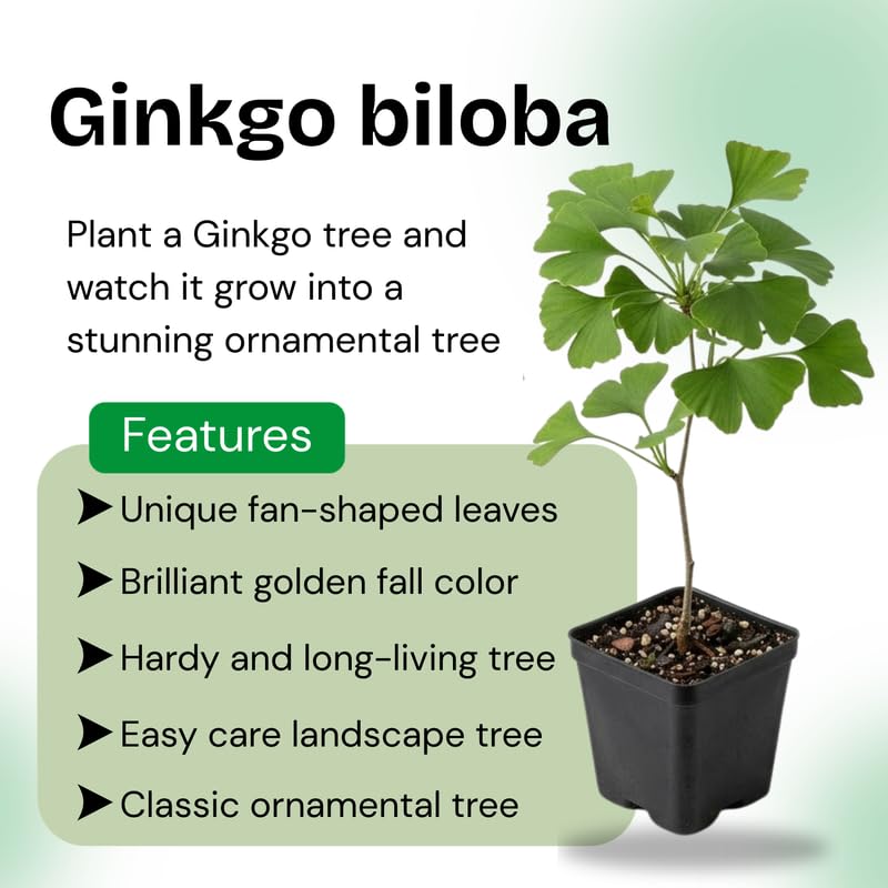 Ginkgo Tree Live Plant, 6-12 Inch Tall Ginkgo Plant in Quart Pot, Ginkgo Biloba, Hardy Ornamental Tree for Outdoor Planting