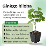Pack 2 Ginkgo Tree Plant, Ginkgo Biloba, 6-12 Inch Tall Plant in Quart Pot, Hardy Ornamental Landscape Trees for Planting Outdoor