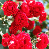 Red Mini Rose Plant Live, Miniature Rose Bush in 3" Pot, Indoor Outdoor Flowering Plant, Compact Live Rose for Gifts and Gardens