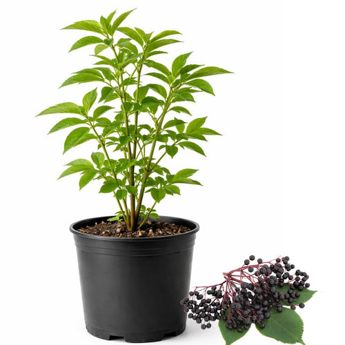 Elderberry Plant, 6-12" Tall in Pot, Black Elderberry Fruit Plants Live for Planting Outdoor Garden