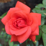 Rose Bush Live Plant, Fragrant Rose Plant Live for Planting, 5-10 Inch Tall, Ornamental Flowers Indoor Outdoor (Red Orange Rose)