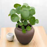 2 Money Plants Live, Pilea Peperomioides Houseplant, 4-6 Inches Tall, Real House Plant for Office, Home, Garden