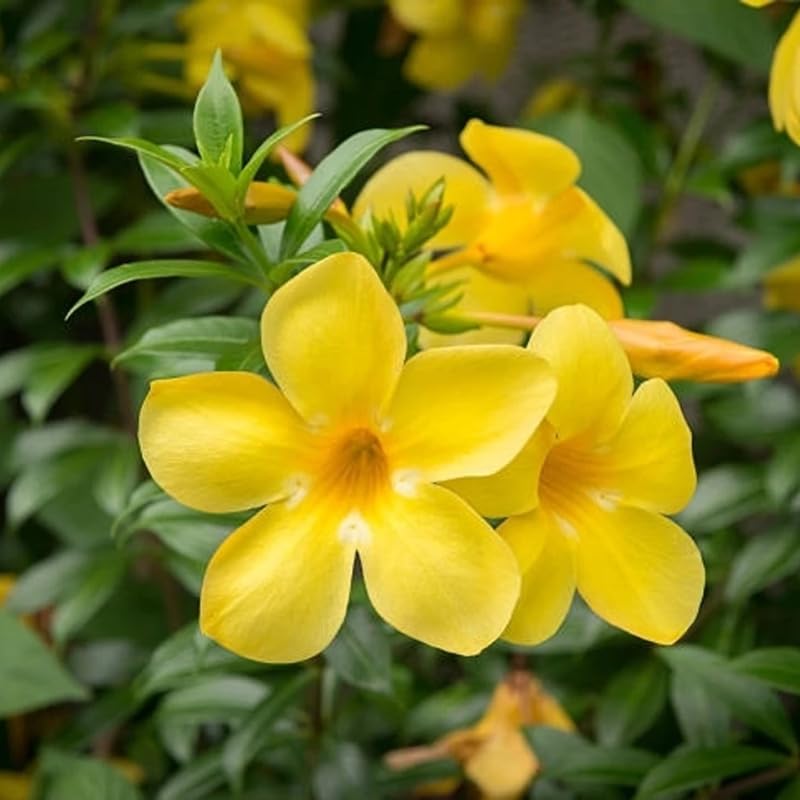 2 Yellow Mandevilla Live Plants, Mandevilla Flowering Vines Trellis, 4-9 Inch Tall Plants for Hanging Baskets, Container and Garden Growing