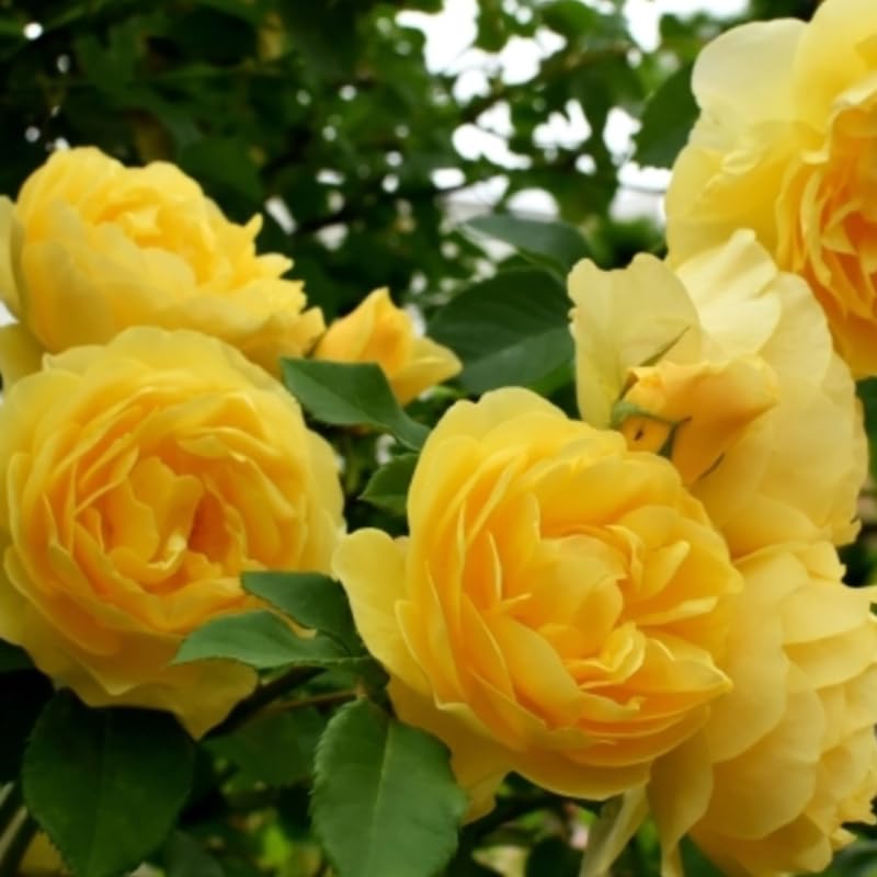 Sunrosa Bush Roses for Garden, Fragrant and Hardy Rose Plants for Outdoor Planting, No Pot, 5 to 9 Inc Tall Starter Plant Well-Rooted, Yellow Blooms