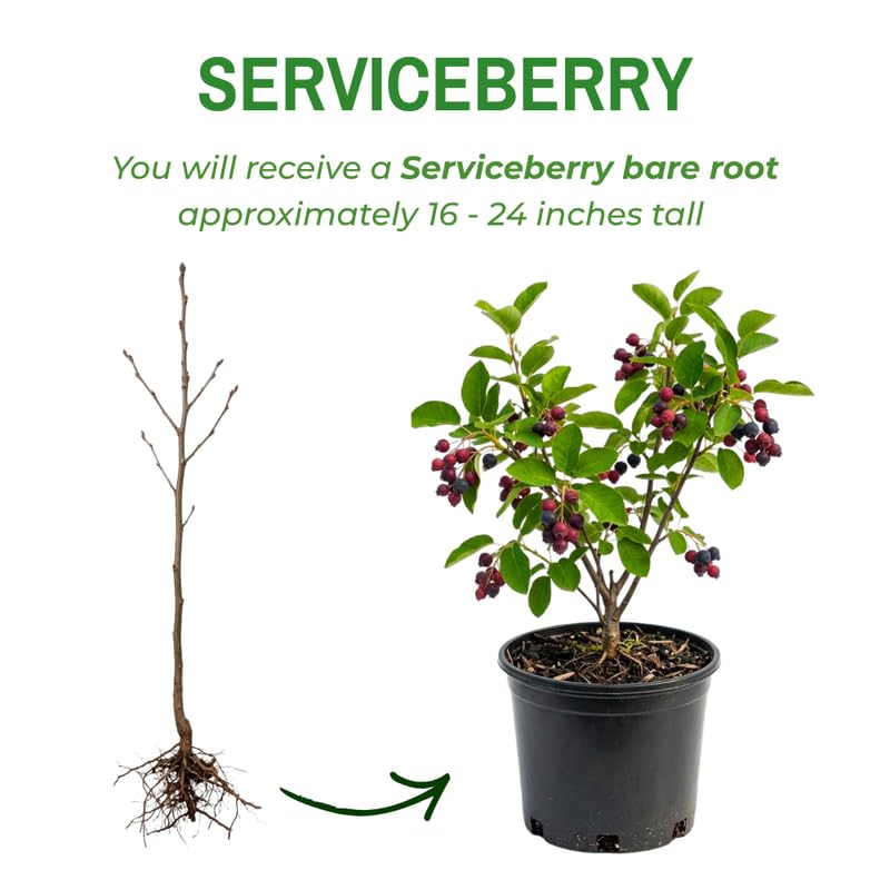 Serviceberry Tree Live Plant, Serviceberry Plant, 2-3 Years Old Plant, 16-24 Inc Tall, Sweet Edible Berries for Outdoor Garden