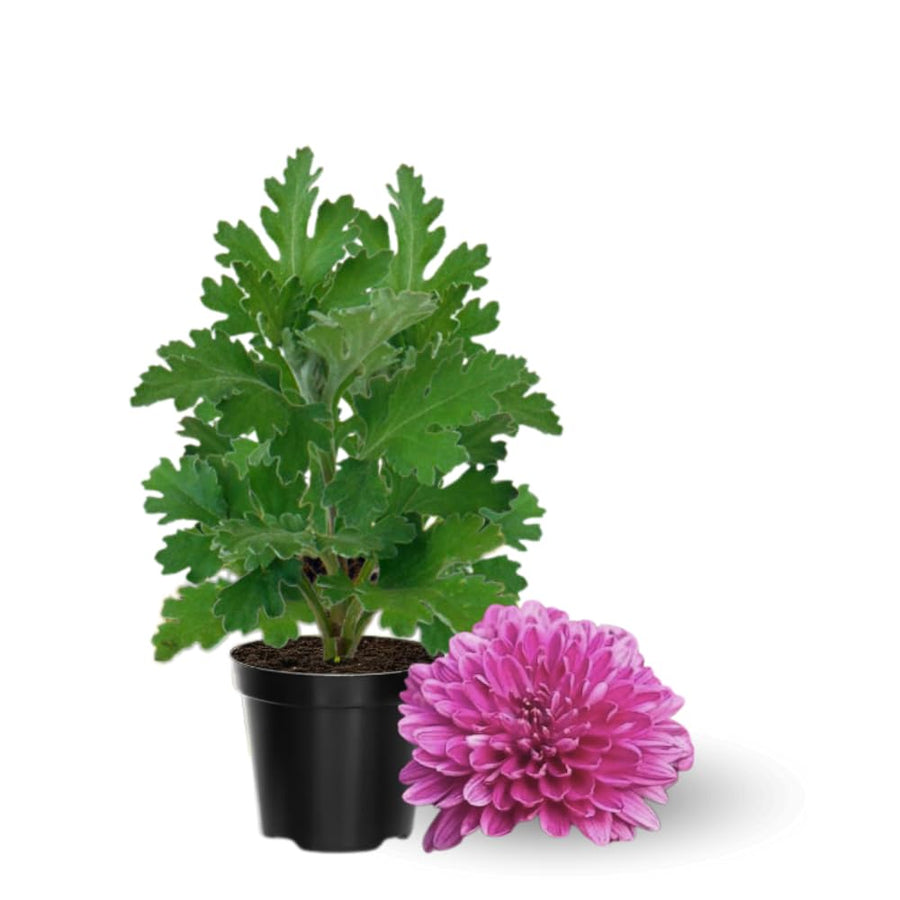2 Purple Chrysanthemum Plants Live, 5 to 7 Inc in Height, Mums Plants Live, Mum Live Plant Gardening Outdoor or Indoor