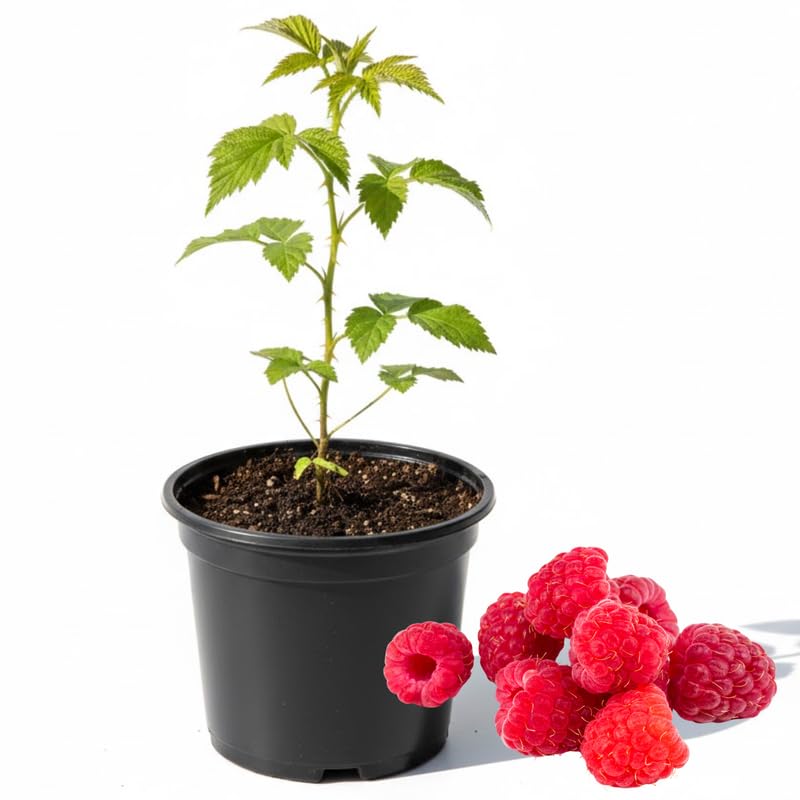 Set 2 Pots Red Raspberry Plants Live for Planting Outdoor, 3 Inch Pot, Perennial Sweet Berries Starter Plants