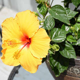 Tropical Yellow Hibiscus Plant Live, Hardy Hibiscus Flowers Colorful Blooms for Outdoor Landscapes, 8-10 Inch Height, Hibiscus Shrubs, No Pot, Well-Rooted
