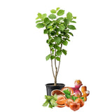 6-12" Chestnut Tree Live Plant – 1 Quart Pot, Hardy Nut Tree for Garden, Patio, or Outdoor Planting, Well-Rooted Starter Tree