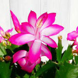Pink Christmas Cactus Plant Live Christmas Cactus, Holiday Cactus Live Plant, 4 Inc Pot