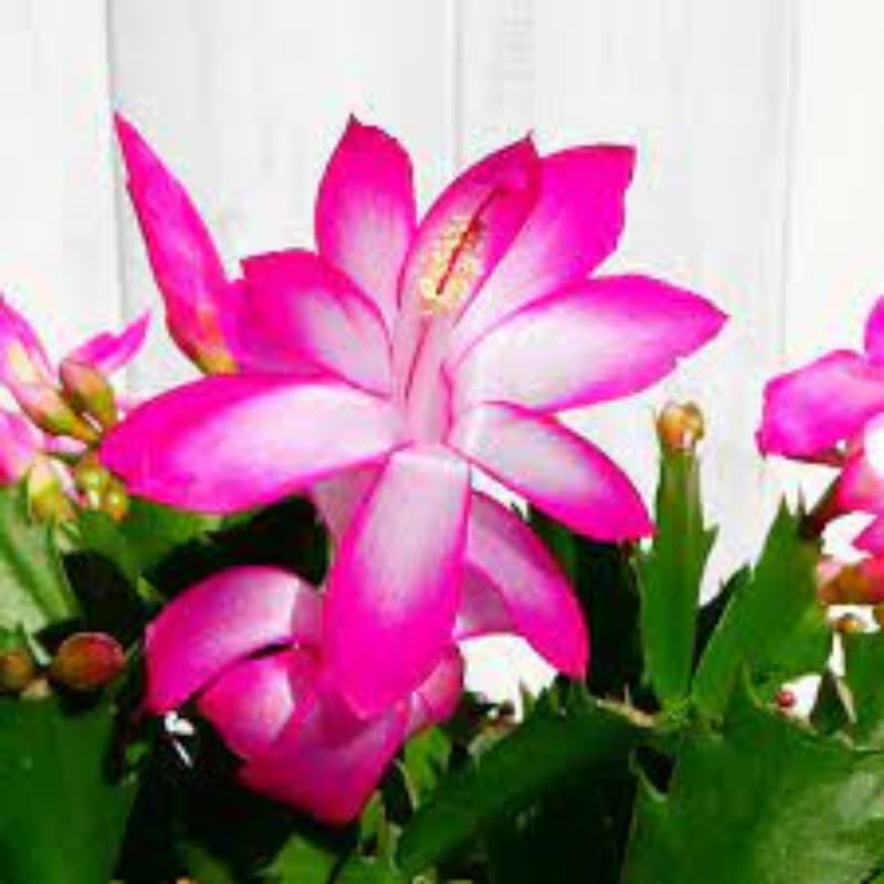 Pink Christmas Cactus Plant Live Christmas Cactus, Holiday Cactus Live Plant, 4 Inc Pot