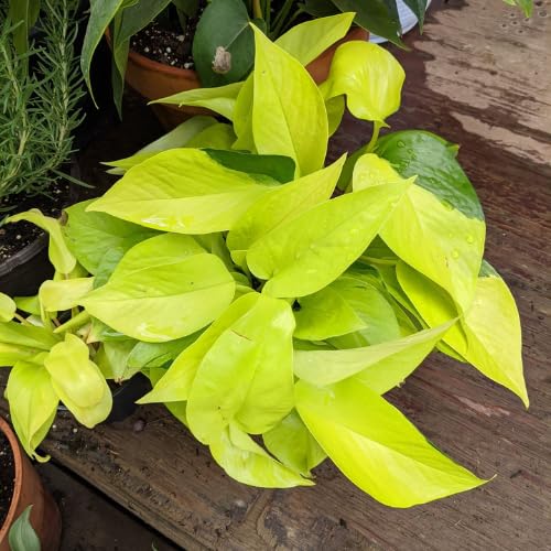 Neon Pothos Live Plant, 4-6" Tall Hanging Houseplant, Pothos Plant for Indoor Outdoors Garden, Live Houseplants Without Pot