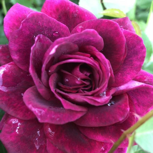 Purple Red Climbing Roses Live Plants 7 Months Old, Rose Bushes Ready to Plant 5-9" Tall, Very Fragrant, Can Grow As Climber or Bush Tree or Trellises, Walls, Fences