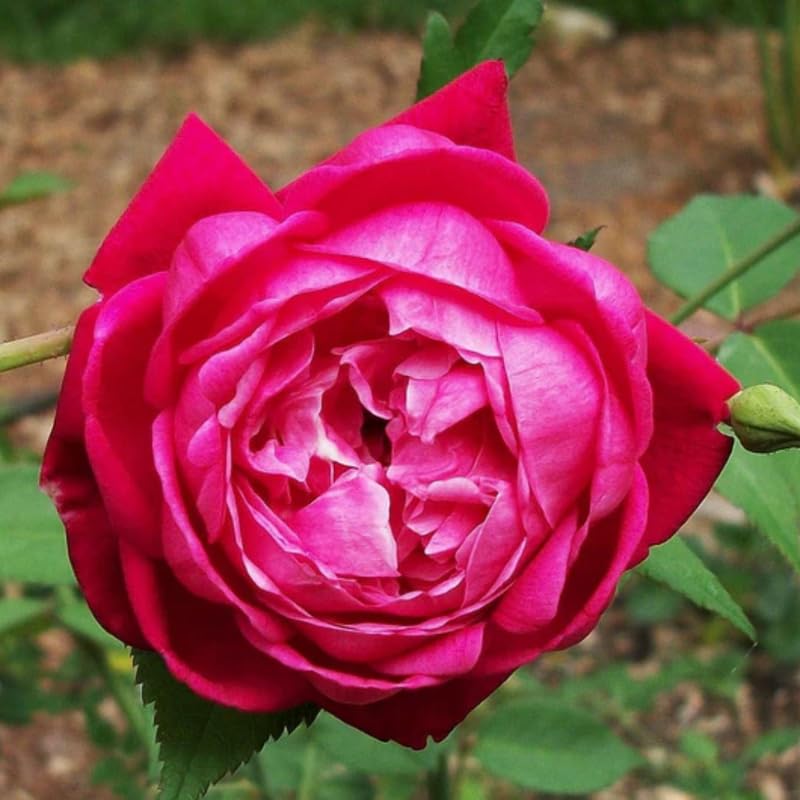 Climbing Bush Roses for Garden, Fragrant and Hardy Rose Plants for Outdoor Planting, No Pot, 5 to 9 Inc Tall Starter Plant Well-Rooted, Hot Pink Blooms