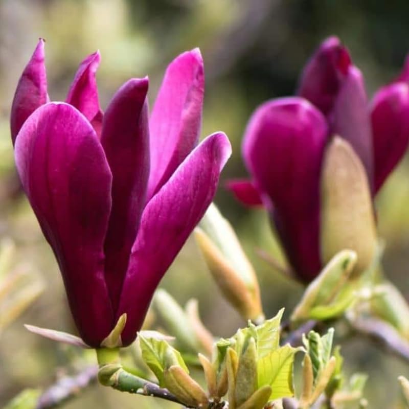 2 Ann Magnolia Trees Live Plant 6-12" Tall, in Pot, Fragrant Magnolia Plant Live for Planting Indoor Outdoor, Beautiful Magnolia Flowers Tree, Deep Purple Red Magnolia Flowers