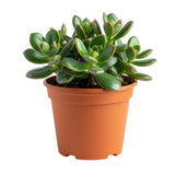 Jade Plant, Crassula Ovata Jade Succulent Plants Live, Succulent Indoor Houseplant, 3-5 Inches Tall in 2 Inch Pot for Growing