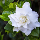 Frostproof Cape Jasmine Plant, Fragrant Jasmine Flower Vine 4-8 Inches Well Rooted for Container, Hanging Basket Growing