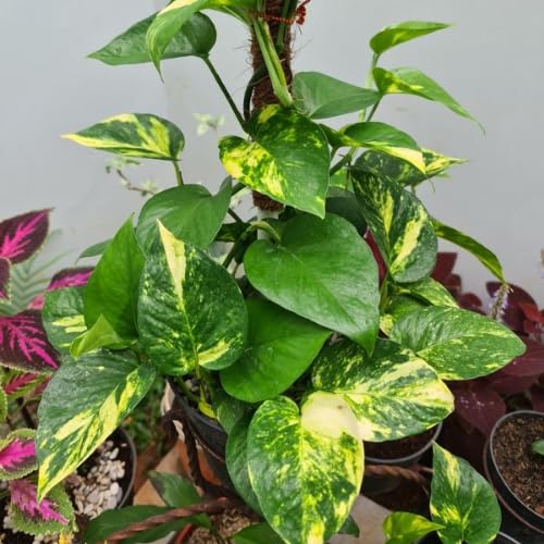 Golden Pothos Live Plant, 4-6" Tall Hanging Houseplant, Pothos Plant for Indoor Outdoors Garden, Live Houseplants Without Pot