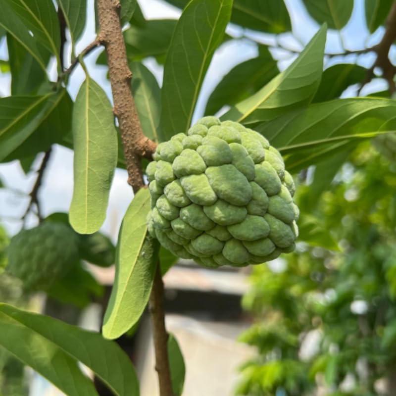 Sugar Apple Tree Plant - 8-10 inches Tall in Half-Gallon Pot, Delicious Tropical Fruit for Zones 9-11, No CA
