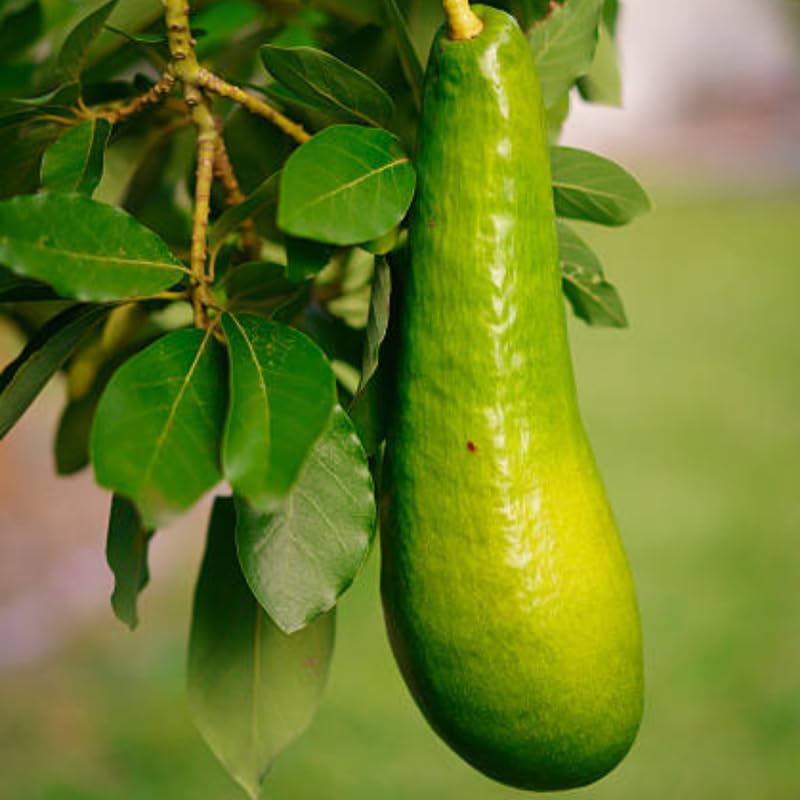 3 Years Old Avocado Tree Live Plant Grafted Air-Layered Ready to Bear Fruit, 3 Ft Cold Hardy Avocados Plant Tropical, Long Neck Avocado