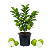 White Guava Tree Live Plant, Guava Plant Live, 8 to 10 Inches Tall, Sweet Tropical Fruit Tree for Indoor Outdoor Growing