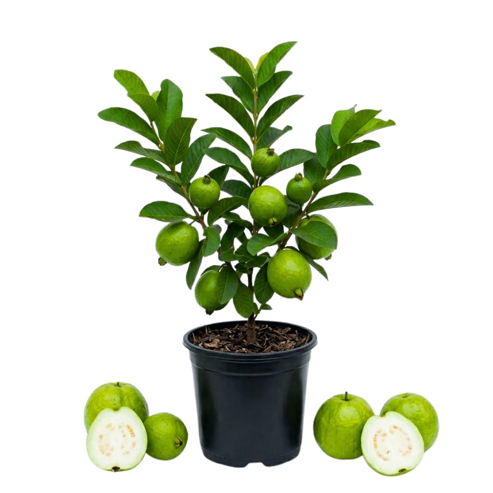 White Guava Tree Live Plant, Guava Plant Live, 8 to 10 Inches Tall, Sweet Tropical Fruit Tree for Indoor Outdoor Growing