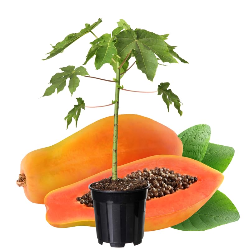 Dwarf Papaya Plant Live Size 8-12" in Gallon Pot, Perfect for Containers, Tropical Fruit for Small Spaces, No CA
