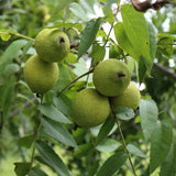 Set 2 Black Walnut Trees,12-18 Inch Bare Root, Walnut Fruit Tree Plant for Gardening