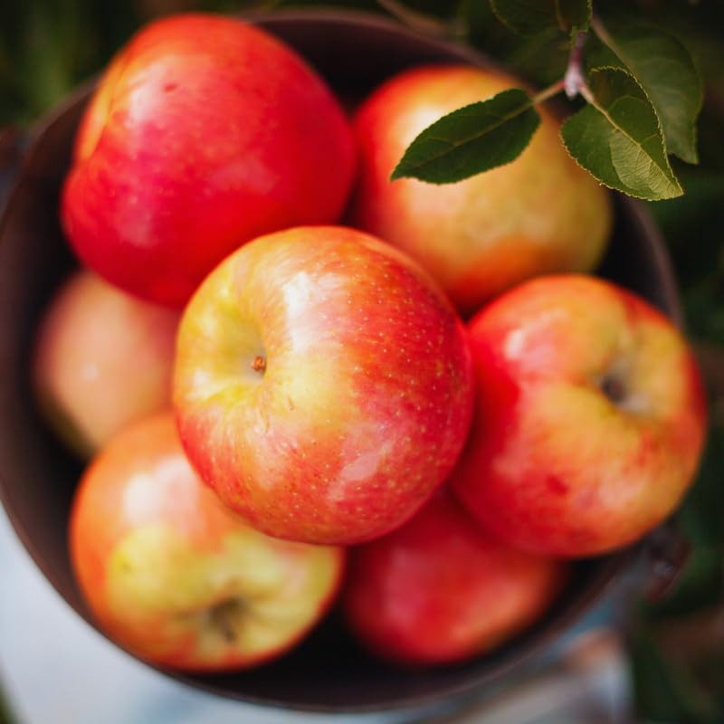 Apple Tree Live Plant, Cold Hardy Apple Fruit Plant Bare Root for Backyard Orchard, 2 to 3 Feet Long