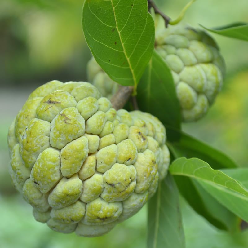 Sugar Apple Tree Live Plant 8-12 Inch Tall, Half Gallon Pot, Annona Squamosa Sugar Apple Plant Live, Tropical Sweetsop Fruit Tree