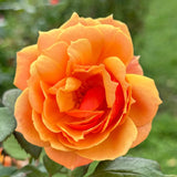 Orange Rose Plant Live for Indoor Outdoor Planting, About Rose Bush Live Plant Roses Shrub, Fragrant Rose Flowers Tree Plant