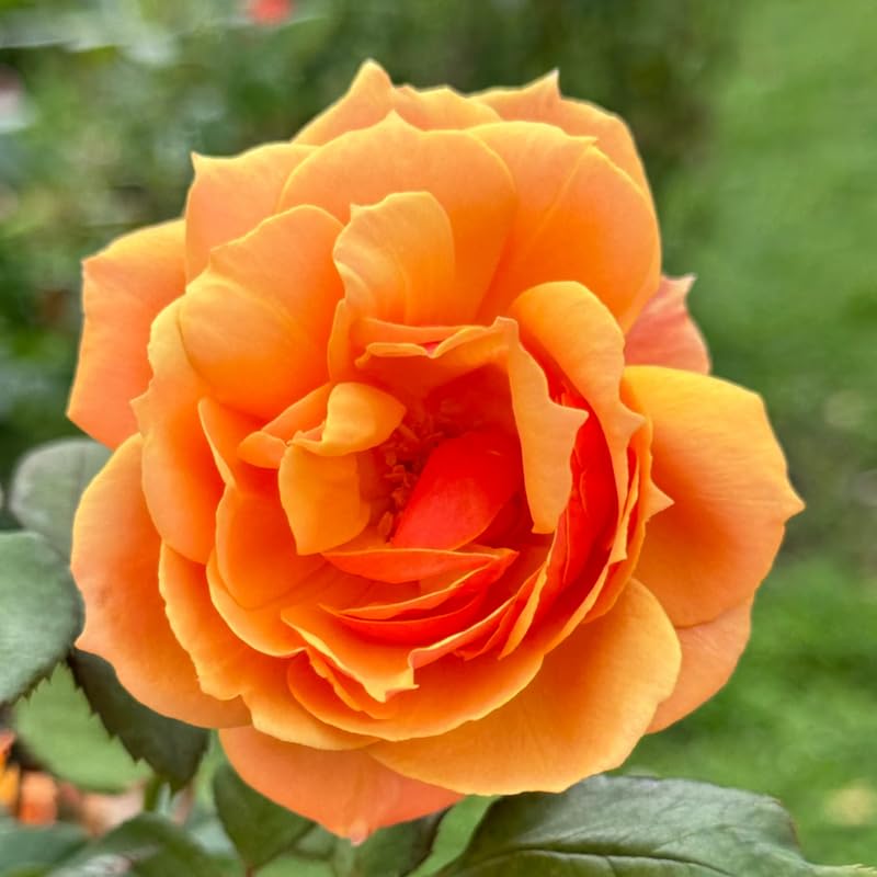 Orange Rose Plant Live for Indoor Outdoor Planting, About Rose Bush Live Plant Roses Shrub, Fragrant Rose Flowers Tree Plant