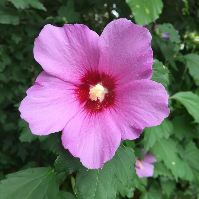Pink Althea Plant, Quart Pot, 6-12 Inch Plants Rose of Sharon Flowering Shrub, Hardy Hibiscus Flower Plant for Outdoor Landscapes