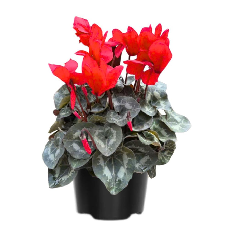 Cyclamen Plant Live, Hardy Flowering Plant with Vibrant Bloom, 5-7 Inches Pot, Outdoor Indoor Houseplant (Red Cyclamen)