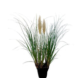 2 Mixed Pampas Grass Plants Live, Live Pampas Grass Plant Ornamental Grass Plant Perennial, from 5 Inc to 7 Inc Tall